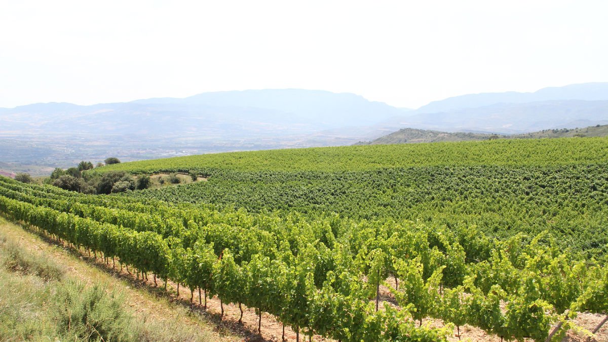 Vista general de vinyes a la zona de Tremp, a la comarca del Pallars Jussà, en una imatge d’arxiu.