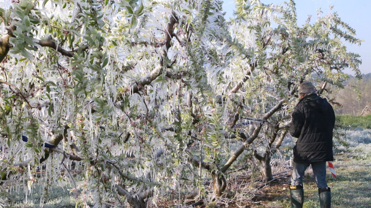 Arbres coberts de gel a Torrelameu durant les devastadores gelades del 2022.