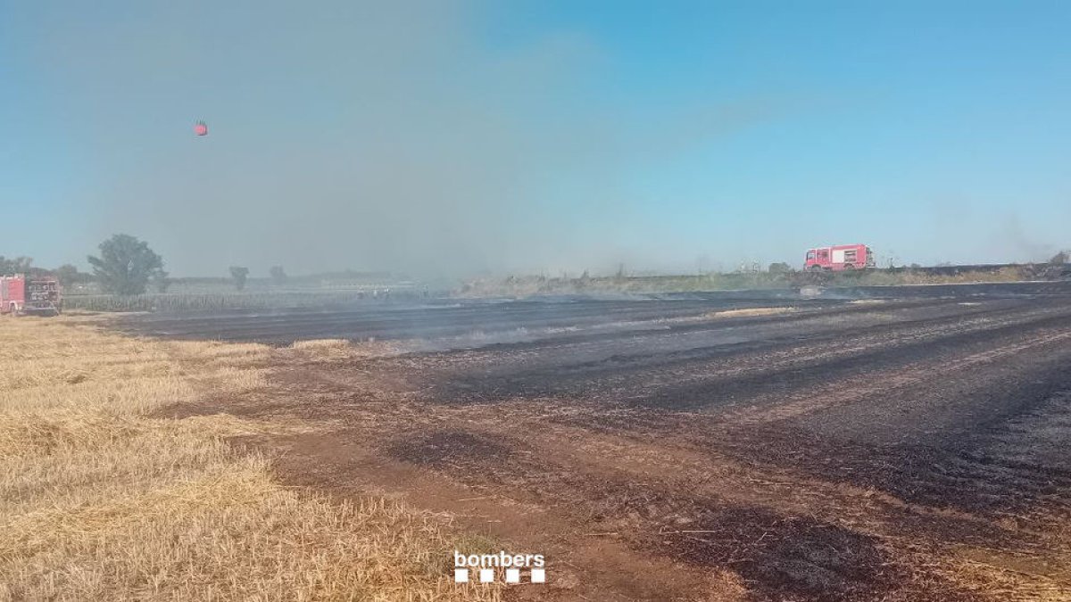 L’incendi de Vallfogona es va declarar ahir a la tarda i va calcinar un camp de cereal segat.