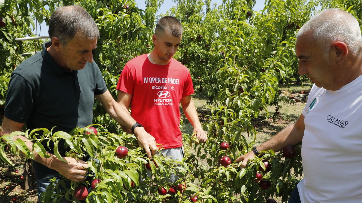 A l’esquerra, anàlisi de danys en una finca de nectarines de la partida de Butsènit, mentre que a la dreta s’aprecia els estralls causats pel vent en pereres.