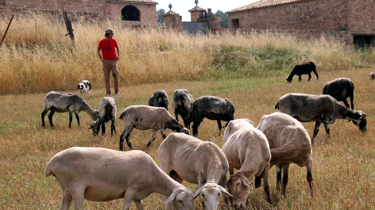 Ramat d’ovelles ripolleses a Castellfollit del Boix, al Bages.