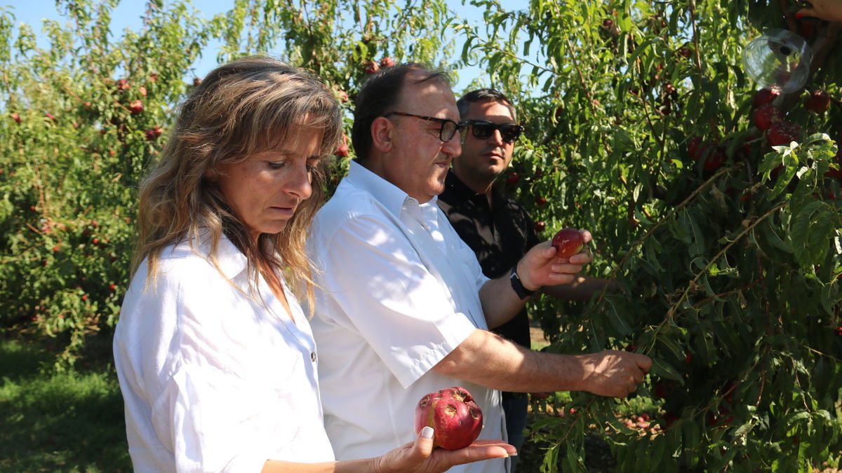 Carmel Mòdol i Dolors Vila van visitar un camp de nectarines afectat per la calamarsada a Soses.