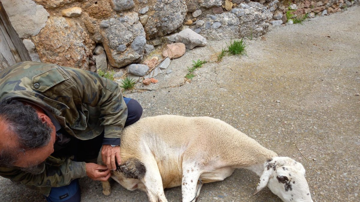 Un pastor observa les ferides d’una de les ovelles atacades.