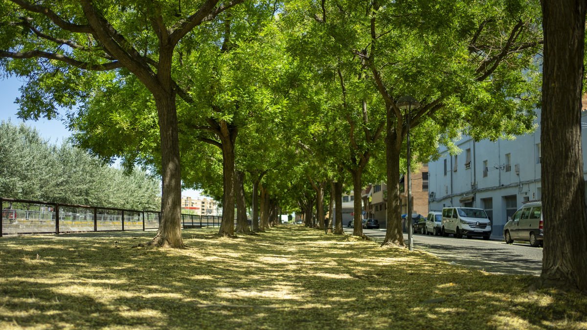 Imatge del carrer Campament, a la Bordeta, un dels barris amb més arbres de la capital.