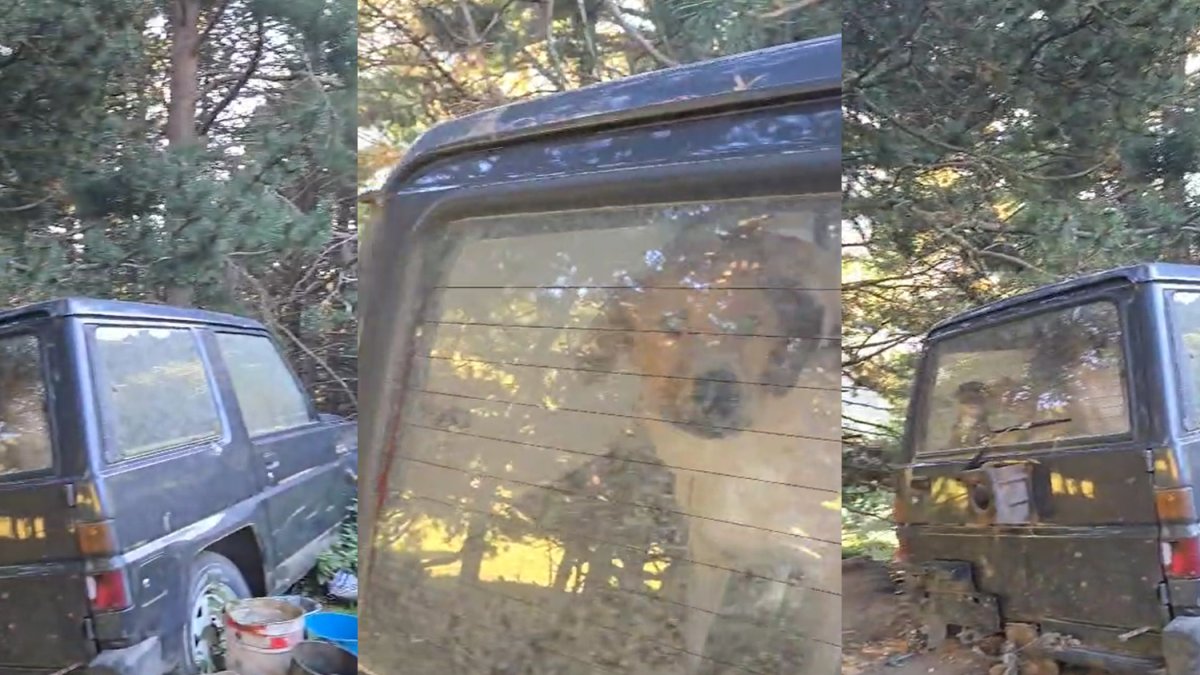 El ayuntamiento de Alins se hace cargo de los cuatro perros encerrados en un vehículo abandonado de Tor