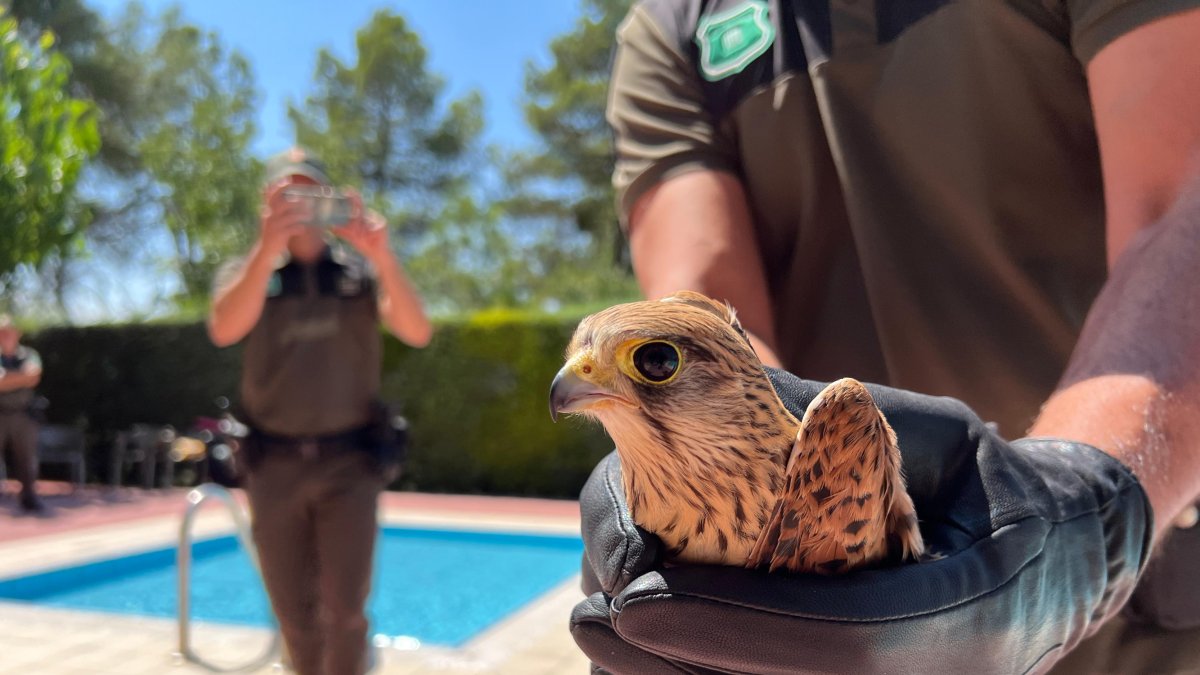 Els Agents Rurals alliberen a les Garrigues una vintena de xoriguers recuperats al centre de fauna de Vallcalent