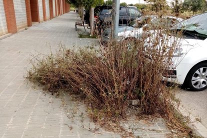 Males herbes en un carrer de la Bordeta en una imatge d'arxiu