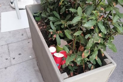 Vasos en una jardinera. - PLATAFORMA
