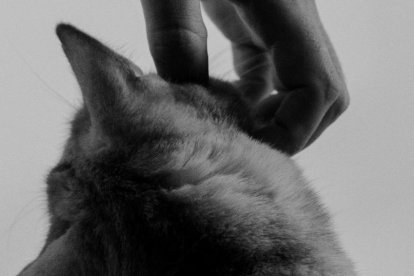 Una persona rascant un animal.