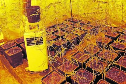 La plantació estava oculta en una casa adossada del carrer Migdia.