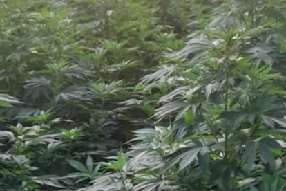Algunas de las plantas de las 3.000 plantas de la plantación de marihuana que Mossos d'Esquadra ha desmantelado en la Noguera.