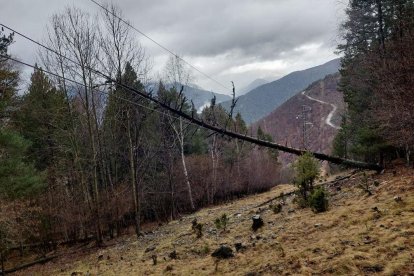 L’arbre caigut a sobre de la línia elèctrica d’Endesa a la zona del massís de l’Orri. - ENDESA