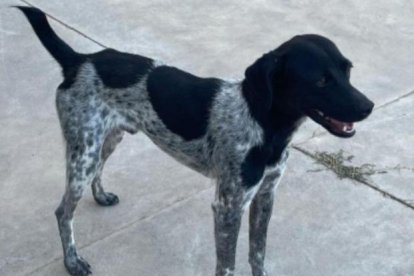 Kobe murió el pasado noviembre.