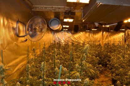 Una de les plantacions de marihuana desmantellades.