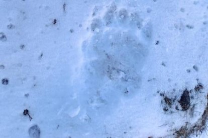 Una petjada d’os a la neu al Pallars Sobirà.