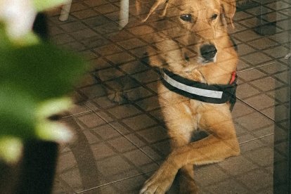 Un perro en el Abbiocco Brunch.
