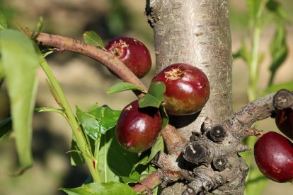 Imatge de la darrera pedregada al pla de Lleida, on va afectar a nectarines en fase de creixement 