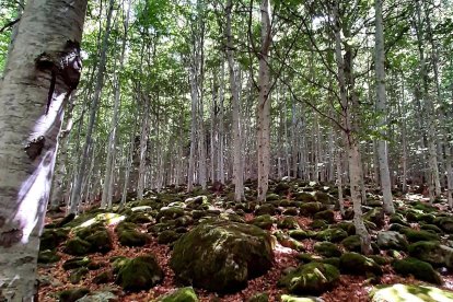 Un bosque en Vielha e Mijaran.
