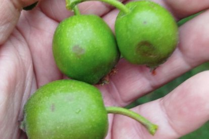 Fruta afectada afectada por una granizada en Lleida