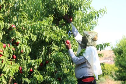 Un temporer cull nectarines en un camp d'Aitona amb màniga llarga i una gorra al cap per protegir-se de la calor i els mosquits.