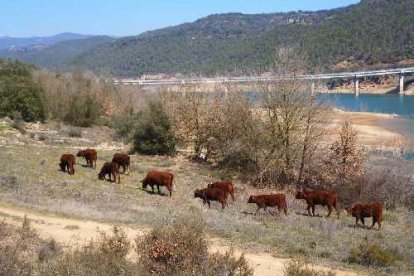 El ramat a prop del pont del riu Rialb, pròxim al nucli de Politg.