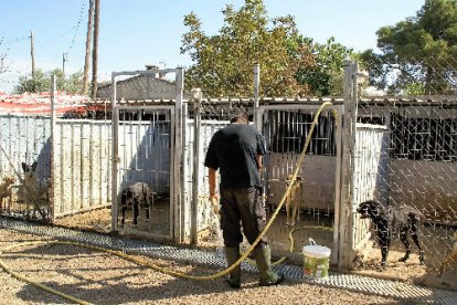 La protectora d’animals Lydia Argilés és una de les entitats que compten amb aquestes persones.