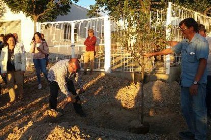 El moment de la plantada de l’ametller ahir a Vilagrassa.