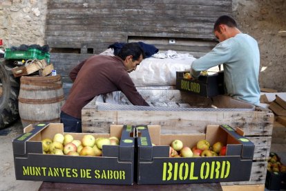 Cent tones en collita de poma ecològica