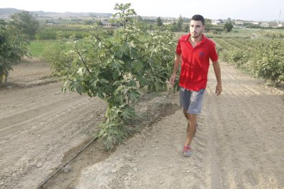 Una plantació de figues a Torrefarrera dotada amb un sistema de regadiu per degoteig.