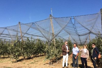 La finca Tarrés té cobertes set de les catorze hectàrees amb xarxes antipedra.