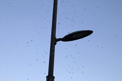 Gran cantidad de mosquitos junto a una farola en Pardinyes.