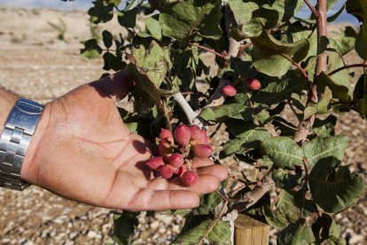 Imatge dels primers pistatxos a la finca Mas Colom de Tàrrega.