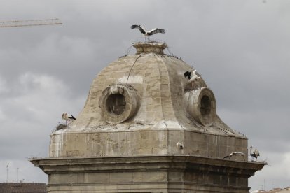 Nius de cigonya a la Catedral Nova de Lleida