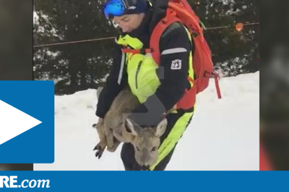 Captura del vídeo del rescat d'un cabirol a les pistes de Baqueira.