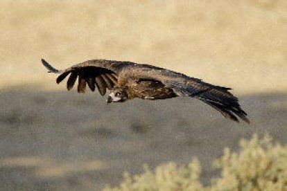 Vuit parelles de voltor negre crien aquest any a la reserva pirinenca de Boumort, al Pallars Jussà