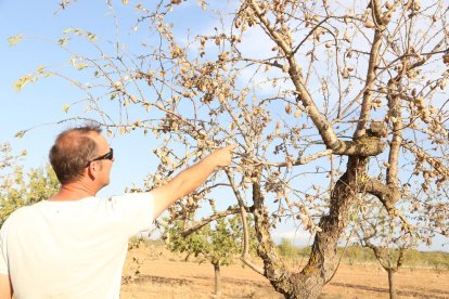 Imatge de principis del mes de setembre passat d’arbres afectats per la falta d’aigua a Belianes.