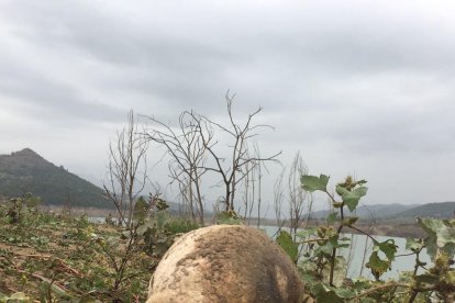 El crani trobat al costat del pantà a Bassella.