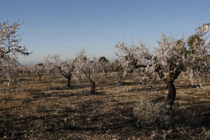 Finca d’ametllers en flor a Vinaixa.