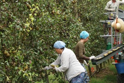 Imatge de recollida de peres a Nufri, empresa proveïdora de Mercadona.