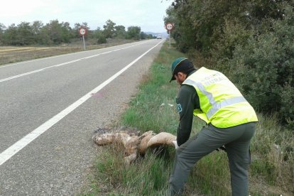 Imatge d’un dels agents amb el voltor.