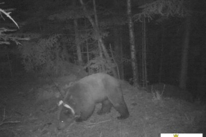 Goiat, otra vez en Aran tras meses en Francia