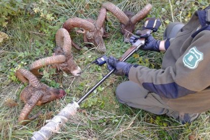 El material localizado por los Agentes Rurales.