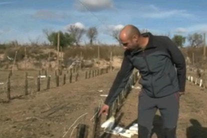 Josep Maria Salvadó mostra danys produïts pels conills.