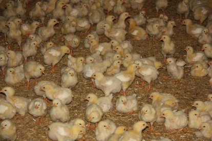 Imagen de una granja de producción y engorde de pollitos de las comarcas de Lleida.