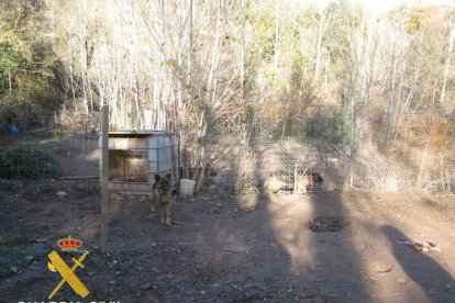 En la imagen tres de los ejemplares y uno de los habitáculos. 