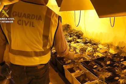 Vista de las plantas intervenidas por la Guardia Civil en una nave de Alcarràs en junio de 2016. 