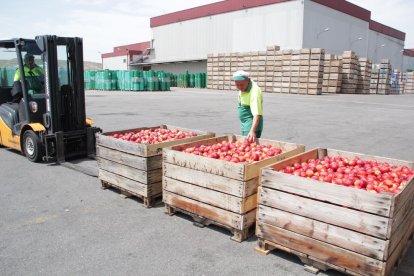 Imatge d’arxiu de retirada de nectarines per a la indústria.