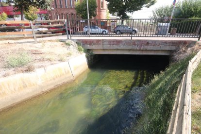 Algues a la séquia Major de Pinyana al seu pas per Ciutat Jardí, a Lleida.