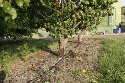 Imatge d’una finca fructícola de Lleida danyada per la pedra.