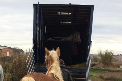 Momento en el que suben al camión a uno de los caballos.